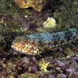 _DSC0056